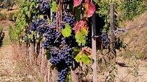 Montepulciano and Pienza -Tuscan Wines Tour