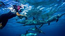 Snorkeling Trip At Satayh Dolphin Reef 