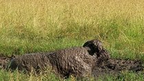 6 days maasai mara - Lake Nakuru - Amboseli breathtaking safari