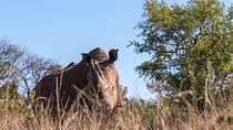 Walking Safari