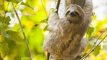 Sloths, Frogs, Monkeys!! with Waterfall Hike and Corobici River Safari Float