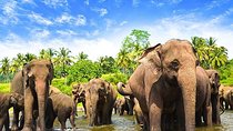 Minneriya National Park ( All Inclusive ) and Sigiriya Day Excursion