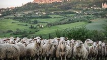 Montepulciano and Pienza Tuscany Wine&Cheese Fullday from Rome