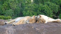 7 Days in Masai Mara - Lake Nakuru- Lake Naivasha- Amboseli 