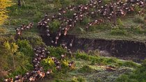 6Days Migration Safari