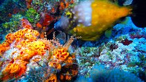 Diving package Riviera Maya 