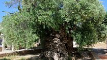 Olive Oil and Wine Private Tour (price per group of 6)