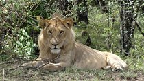 Easter gateway in Masai Mara
