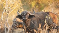 Kruger Safaris 
