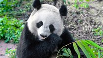 Private Half Day Panda Breeding Center Trip with Optional Hotpot Lunch