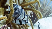 Full-Day Playa del Carmen Reef Diving Activity