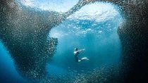 Cebu: Private Tour- Pescador+Moalboal+Canyoneering+Kawasan Falls