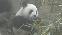 Chengdu Panda Base and Drop off Chengdu Railway Station Day Tour