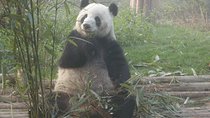 Chengdu Railway Station Pick up and Panda Base Day Tour
