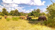 Game Drive into the Musi Otunya National Park