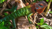 Sinharaja Rain Forest Guided Day Tour From Colombo and Negombo