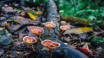 Day Trip to Kanneliya Rain Forest From Colombo