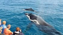 Mirissa Whale watching, Stilt Fishing & Turtle Tour From Colombo