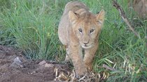 5 Days in Masai Mara- Lake Nakuru-Lake Naivasha