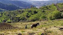 Axarquia VIP Wine Tour with Gourmet Winery Lunch Experience