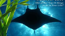 Small-Group Manta Ray Night Snorkel from Kona