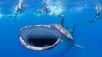 VIP Aloha Nui Snorkel Adventure w/ optional SCUBA from Lahaina