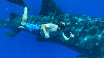 Afternoon Snorkel Adventure with optional SCUBA and Intro SCUBA