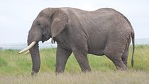 4 Days in Masai Mara and Lake Nakuru