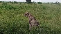 Big Cat Exclusive Safari