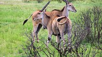 Day Trip to Selous National Park from Zanzibar or Dar es salaam