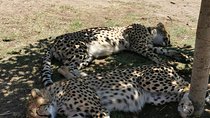 Cheetah Outreach Tour Somerset West, Gordon's Bay and Strand Beaches 
