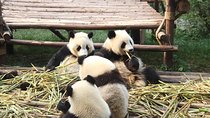 8-Day West Sichuan Private Tour from Chengdu to Daocheng Yading