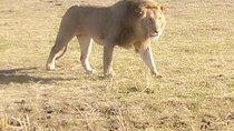 Chobe Full Day Safari
