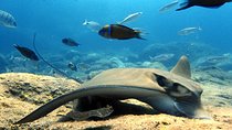 Discover Scuba Diving - Try it for the first time!