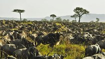 3 Days Maasai Mara safari