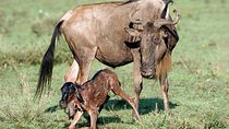 Experience A Taste of Local Life in Luxury Safari