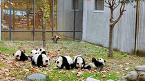 Private Day Tour: Chengdu Panda Breeding Base and Sanxingdui Museum