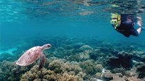 4.5 Hour Snorkeling, Diving With Private Beach Access & Lunch