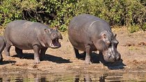 Chobe Safari Day Trip From Victoria Falls