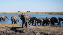 Hwange Safari Day Trip in From Victoria Falls