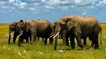 8 Days Stunning Safari in Kenya and Tanzania 