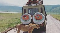 Pumba Tanzania Safari