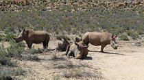 Transfer To Safari- Aquila From Cape Town Excluding Entry Fees Full Day