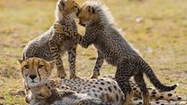 6 Day Maasai Mara, Lake Nakuru, Amboseli National Park
