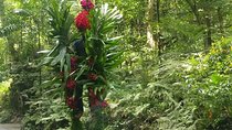 Ocho Rios Beach and Highlight Tour from Ocho Rios Port