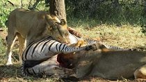 Half Day Chobe with Lunch - Botswana