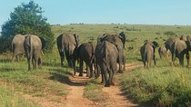 8 Days Maasai mara - Ngorongoro - Serengeti - Lake Manyara safari
