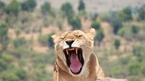 3 days Fantastic Adventure through Maasai Mara Game Reserve Safaris
