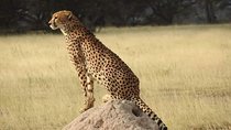 9 Day Maasai Mara Lake Nakuru Amboseli Mombasa Beach