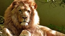 Safari Zimbabwe and Botswana
